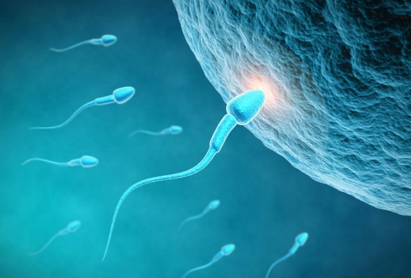 En la investigación los científicos descubrieron que los inhibidores solubles de una enzima llamada adenilil ciclasa (sAC) pueden reducir por unas horas la capacidad de movimiento de los espermatozoides. En la investigación los científicos descubrieron que los inhibidores solubles de una enzima llamada adenilil ciclasa (sAC) pueden reducir por unas horas la capacidad de movimiento de los espermatozoides.