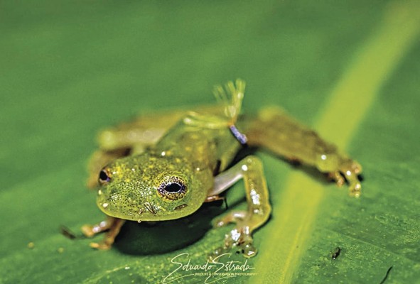 ¿Por qué no se deben tener ranas de cristal como mascotas? ¿Por qué no se deben tener ranas de cristal como mascotas?