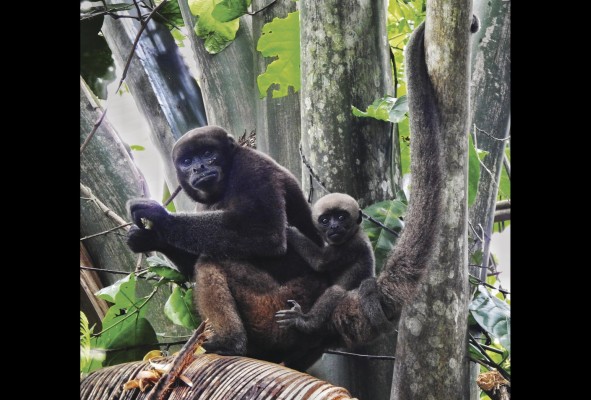 Con una biodiversidad única, San José del Guaviare es un destino para disfrutar el turismo de naturaleza. Con una biodiversidad única, San José del Guaviare es un destino para disfrutar el turismo de naturaleza.
