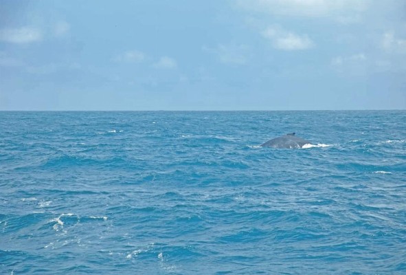 Las ballenas jorobadas llegan a la costa del Pacífico ecuatoriano en busca de aguas calientes para su apareamiento. Las ballenas jorobadas llegan a la costa del Pacífico ecuatoriano en busca de aguas calientes para su apareamiento.