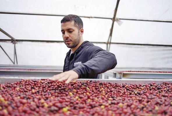 Lamastus es ganador del 'Panama Brewers Cup' 2019 y 2020. Lamastus es ganador del 'Panama Brewers Cup' 2019 y 2020.