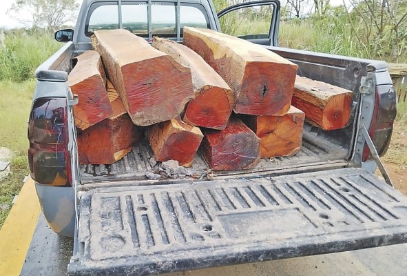 El 'pick up' con nueve tucas de cocobolo trasladó la madera al patio de una empresa en Pacora. El 'pick up' con nueve tucas de cocobolo trasladó la madera al patio de una empresa en Pacora.