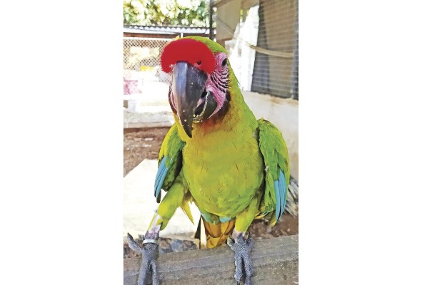 En Panamá se registran unas 22 especies de psitácidos. En Panamá se registran unas 22 especies de psitácidos.