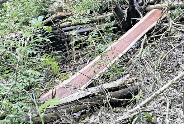 La tala ilegal de cocobolo se evidencia en los parques protegidos por ley. La tala ilegal de cocobolo se evidencia en los parques protegidos por ley.