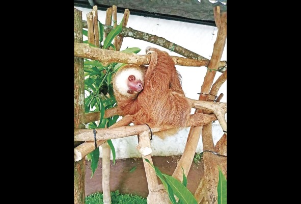 Cada año se incrementa la venta ilegal de esta especie. Cada año se incrementa la venta ilegal de esta especie.