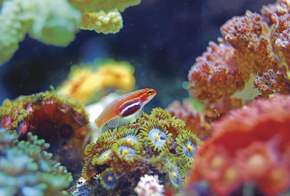Se estima que el 25% de los peces marinos habita en arrecifes de coral, a pesar de que estos ocupan menos del 1% del fondo marino. Se estima que el 25% de los peces marinos habita en arrecifes de coral, a pesar de que estos ocupan menos del 1% del fondo marino.