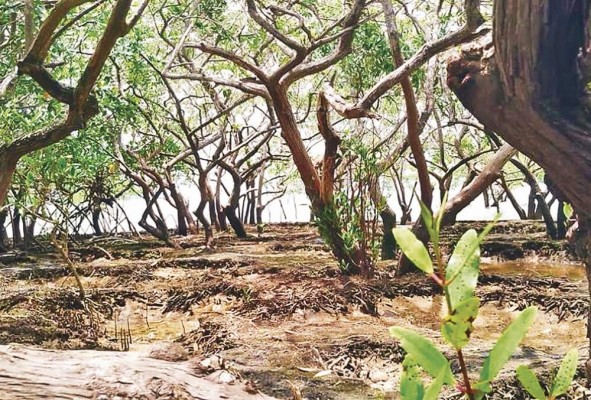 La riqueza ambiental de El Salado es hogar para miles de aves playeras nativas y decenas de miles de migratorias que cruzan el continente, buscando refugio en sus bosques. La riqueza ambiental de El Salado es hogar para miles de aves playeras nativas y decenas de miles de migratorias que cruzan el continente, buscando refugio en sus bosques.