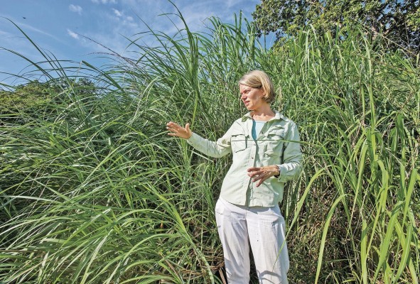 Kristin Saltonstall, científica de STRI, está fascinada por las grandes especies de pastos invasores que a menudo cambian radicalmente los ecosistemas que invaden. Kristin Saltonstall, científica de STRI, está fascinada por las grandes especies de pastos invasores que a menudo cambian radicalmente los ecosistemas que invaden.