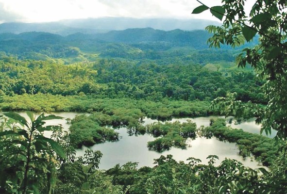 Los bosques son un ecosistema que provee al hombre de muchos recursos, por eso es importante conservarlos. Los bosques son un ecosistema que provee al hombre de muchos recursos, por eso es importante conservarlos.