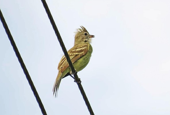 Elenia Penachuda (Yellow-bellied Elaenia). Elenia Penachuda (Yellow-bellied Elaenia).