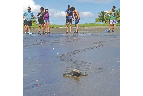 El calor de la arena donde se depositan los huevos es el responsable del sexo de la tortuga que nace en el huevo. El calor de la arena donde se depositan los huevos es el responsable del sexo de la tortuga que nace en el huevo.