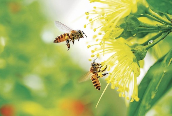 Los ecosistemas caen bajo el embate de la cadena explosiva que producen las temperaturas extremas actuales. Los ecosistemas caen bajo el embate de la cadena explosiva que producen las temperaturas extremas actuales.