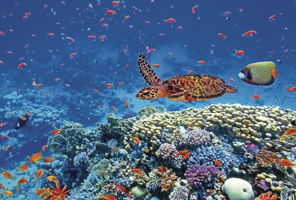 Más de 1 millón de especies dependen de los ecosistemas marinos alrededor del mundo. Más de 1 millón de especies dependen de los ecosistemas marinos alrededor del mundo.