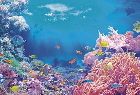 Los corales, al igual que los manglares, tienen otro papel de protección costera. Los corales, al igual que los manglares, tienen otro papel de protección costera.