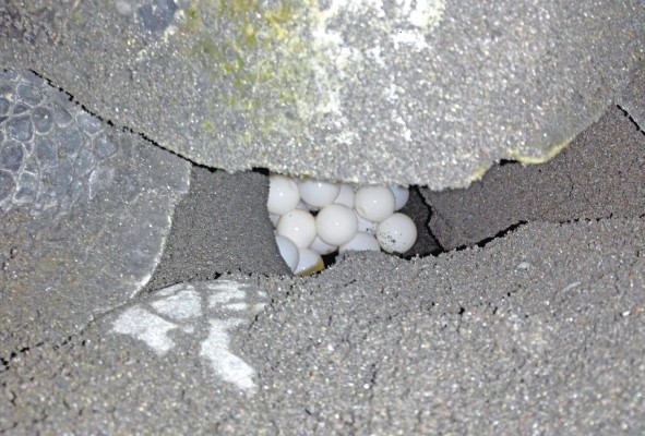 Proyectos para conservar a las tortugas verdes y a una rana endémica Proyectos para conservar a las tortugas verdes y a una rana endémica