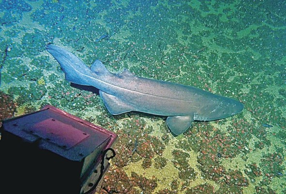 Coiba es considerada de gran importancia para la ciencia. Coiba es considerada de gran importancia para la ciencia.