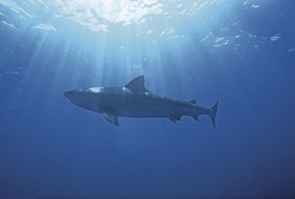 Tiburón arenero, 'Carcharhinus obscurus'. Tiburón arenero, 'Carcharhinus obscurus'.