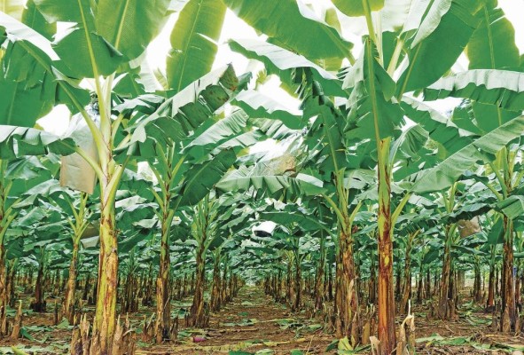 La actividad bananera y platanera también es fuente importante de contaminación con residuos sólidos. La actividad bananera y platanera también es fuente importante de contaminación con residuos sólidos.