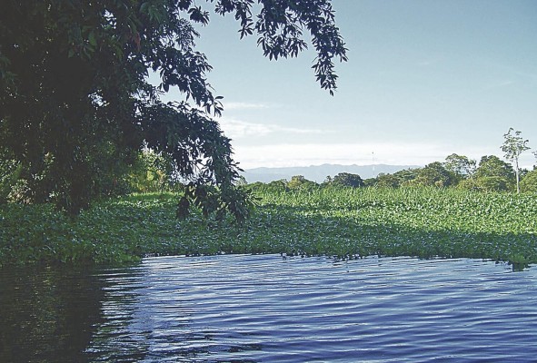 Este es uno de los sistemas ambientales más valiosos de Panamá. Este es uno de los sistemas ambientales más valiosos de Panamá.