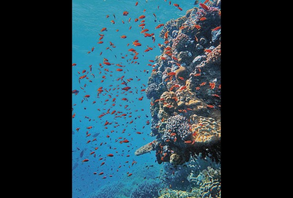 Panamá cuenta con arrecifes coralinos en sus dos costas. Panamá cuenta con arrecifes coralinos en sus dos costas.