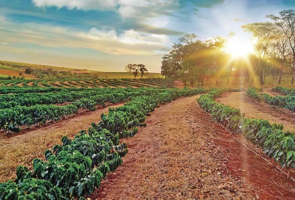 El cultivo requiere de singulares condiciones y mano de obra capacitada. El cultivo requiere de singulares condiciones y mano de obra capacitada.