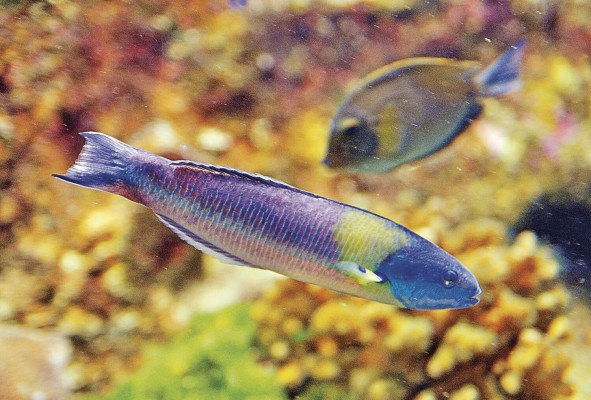 Es importante identificar las especies y conocer sobre su importancia para la conservación. Es importante identificar las especies y conocer sobre su importancia para la conservación.