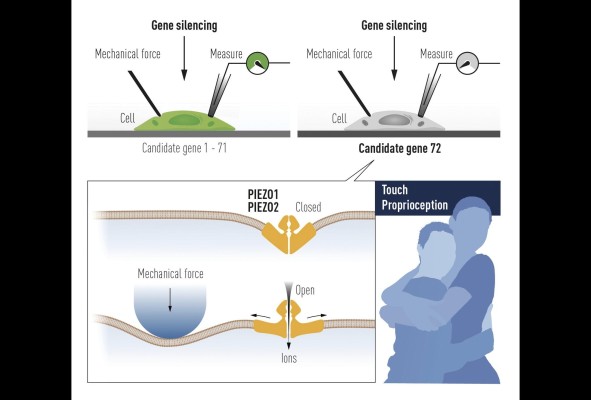 La investigación de los científicos destacó la gama sensorial en el tacto humano. La investigación de los científicos destacó la gama sensorial en el tacto humano.