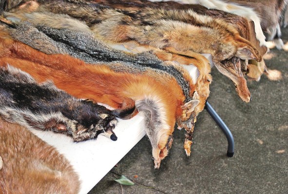 Millones de animales son sacrificados para la fabricación de ropa. Millones de animales son sacrificados para la fabricación de ropa.