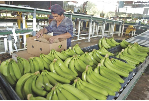 El banano, les el principal prodcuto de exportación del país. El banano, les el principal prodcuto de exportación del país.