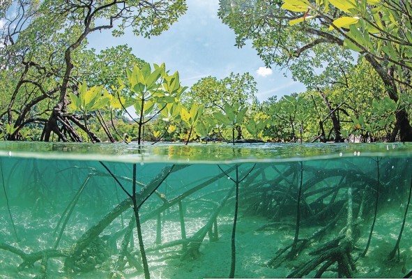 El carbono azul permite crear mecanismos económicos que mediante las iniciativas y acciones, estimulen el sector del turismo ecológico marino costero, entre otros. El carbono azul permite crear mecanismos económicos que mediante las iniciativas y acciones, estimulen el sector del turismo ecológico marino costero, entre otros.