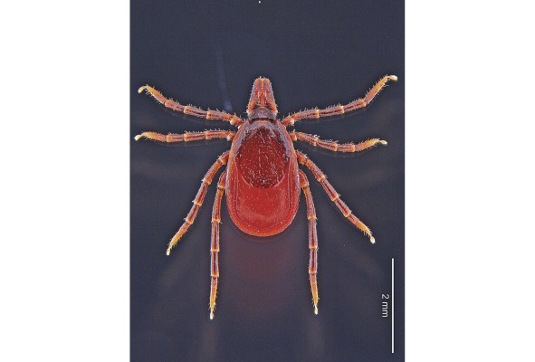 Una 'Ixodes boliviensis' hembra Una 'Ixodes boliviensis' hembra