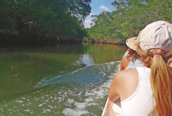 El recorrido por el manglar es un gran atractivo turístico. Este hábitat es el refugio de una variedad importante de especies. El recorrido por el manglar es un gran atractivo turístico. Este hábitat es el refugio de una variedad importante de especies.