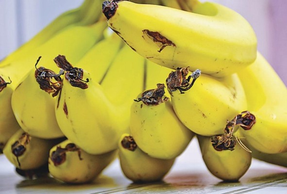 El valor de las exportaciones de banano fresco fue uno de los más altos: $64,0 millones. El valor de las exportaciones de banano fresco fue uno de los más altos: $64,0 millones.