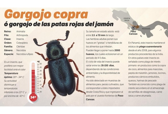 Detectan presencia de gorgojo en el país que afecta al sector agropecuario Detectan presencia de gorgojo en el país que afecta al sector agropecuario
