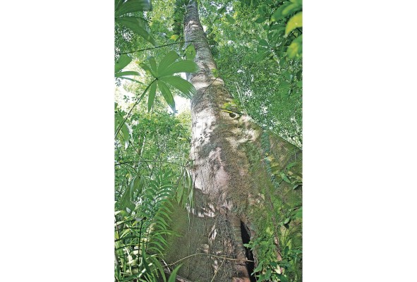 Bosques latinoamericanos buscan entrar en mercados de carbono Bosques latinoamericanos buscan entrar en mercados de carbono