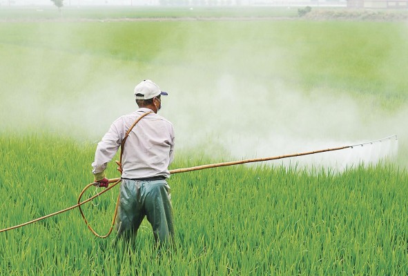 Los agroquímicos se pueden clasificar de varias maneras, entre ellas plaguicidas y fertilizantes. Los agroquímicos se pueden clasificar de varias maneras, entre ellas plaguicidas y fertilizantes.