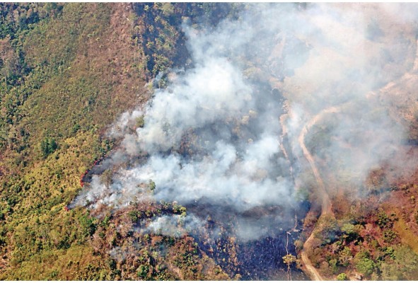 Más de 74 mil hectáreas de bosques se han perdido por incendios Más de 74 mil hectáreas de bosques se han perdido por incendios