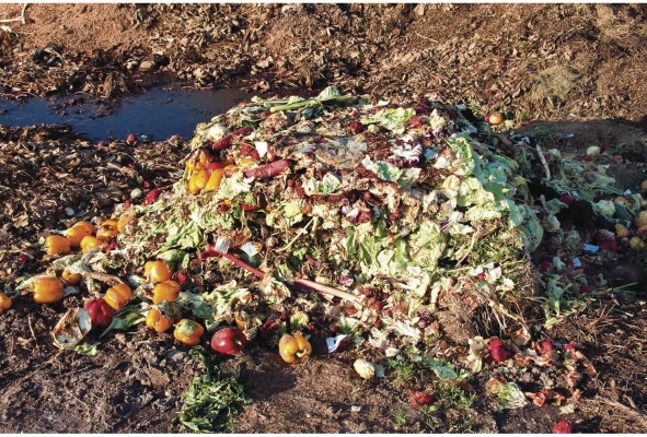 El hambre en el mundo está aumentando. Aproximadamente un tercio de todos los alimentos producidos se pierden. El hambre en el mundo está aumentando. Aproximadamente un tercio de todos los alimentos producidos se pierden.