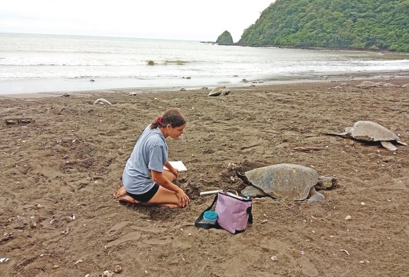 Actualmente, en Panamá arriban cinco de las siete especies de tortugas marinas que existen en el mundo. Actualmente, en Panamá arriban cinco de las siete especies de tortugas marinas que existen en el mundo.