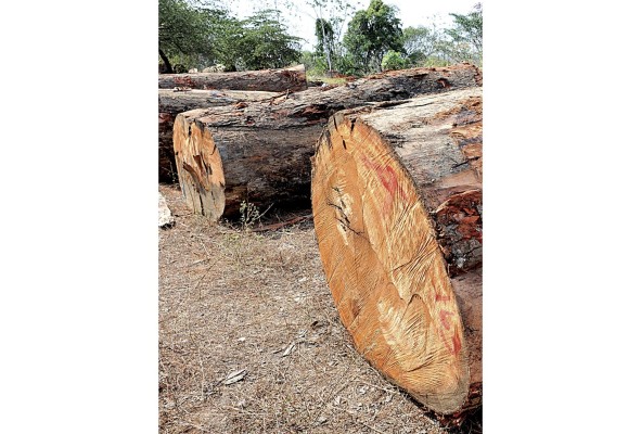 La exportación de madera bajó a 3.6%. La exportación de madera bajó a 3.6%.