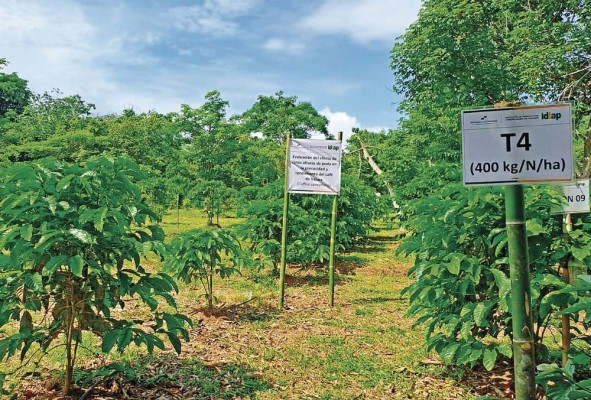Finca Experimental de café robusta, que tiene el Idiap, en Ollas Arribas de Capira. Finca Experimental de café robusta, que tiene el Idiap, en Ollas Arribas de Capira.