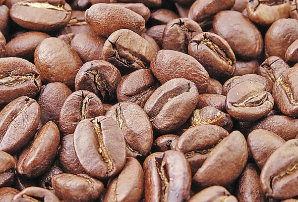 El cacao panameño es clasificado como tipo criollo lo que aumenta su valor en el mercado. El cacao panameño es clasificado como tipo criollo lo que aumenta su valor en el mercado.