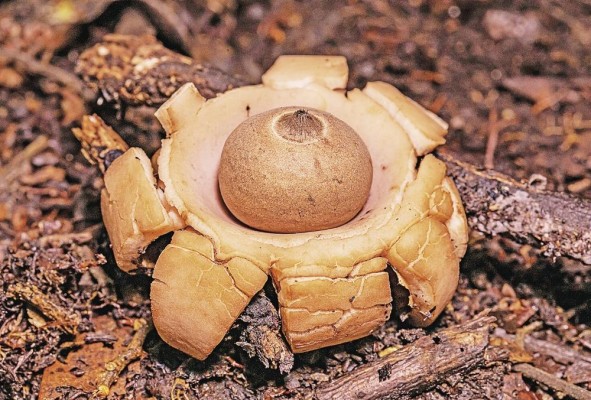 Se estima que hay entre 1,5 millón y 3,5 millones de especies de hongos en el mundo y unas 60.000 en Panamá. Se estima que hay entre 1,5 millón y 3,5 millones de especies de hongos en el mundo y unas 60.000 en Panamá.