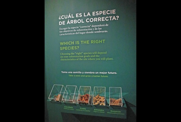 Los visitantes pueden llevar a casa semillas de las especies de árboles explicadas en la exhibición. Los visitantes pueden llevar a casa semillas de las especies de árboles explicadas en la exhibición.