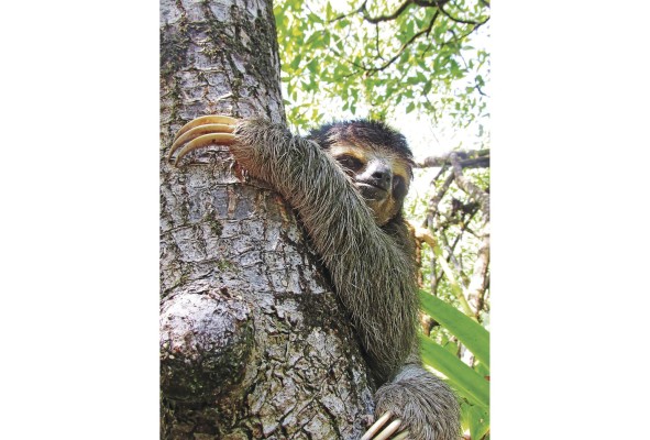 No son monos ni osos. Viven en los manglares y también en los bosques de la isla. No son monos ni osos. Viven en los manglares y también en los bosques de la isla.