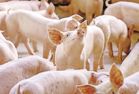 El consumo de cerdo en Panamá se ubica entre los más altos de América Latina y el Caribe. El consumo de cerdo en Panamá se ubica entre los más altos de América Latina y el Caribe.