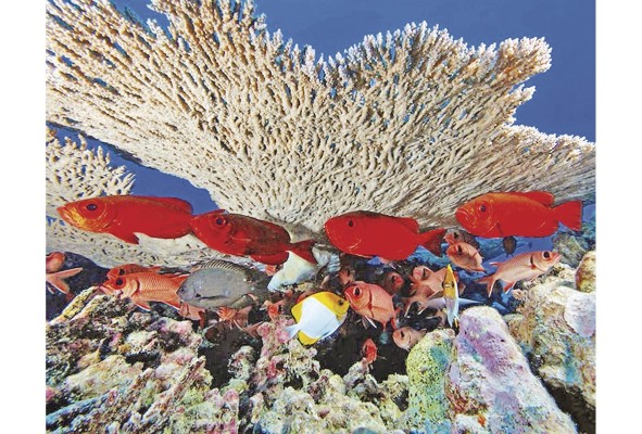 El arrecife de coral en el Monumento Nacional Marino de las islas Hawai noroccidentales, es una zona protegida por su importancia para diversas especies. El arrecife de coral en el Monumento Nacional Marino de las islas Hawai noroccidentales, es una zona protegida por su importancia para diversas especies.