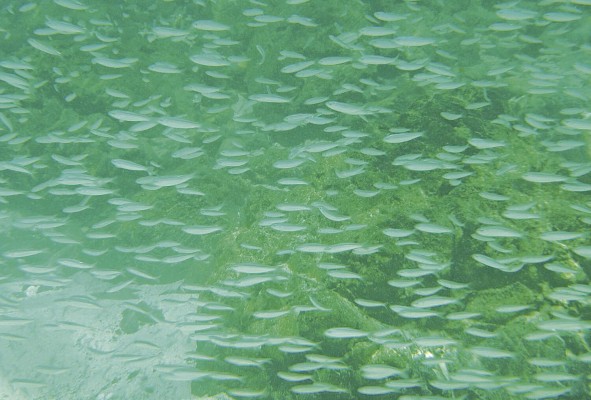 Los mares de Coiba albergan una diversidad de peces y otras especies marinas. Los mares de Coiba albergan una diversidad de peces y otras especies marinas.