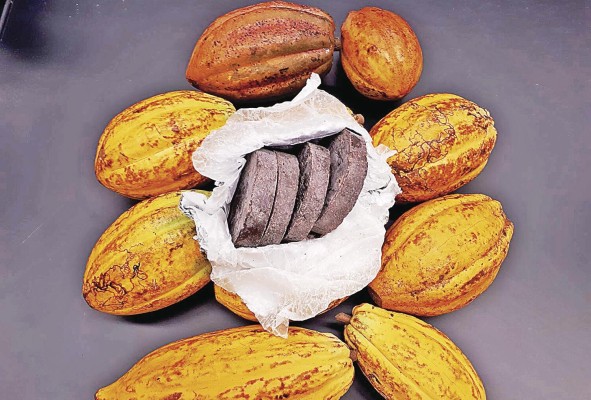 En Panamá, una pequeña porción del cacao se comercializa en grano. En Panamá, una pequeña porción del cacao se comercializa en grano.