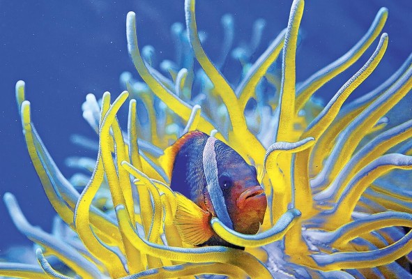 Debemos hacer esfuerzos para proteger la fauna marina en general y en particular la ictiofauna o de peces ya sean de arrecifes o manglares, cerca de la costa o neríticos, o bien de aguas abiertas u oceánicos. Debemos hacer esfuerzos para proteger la fauna marina en general y en particular la ictiofauna o de peces ya sean de arrecifes o manglares, cerca de la costa o neríticos, o bien de aguas abiertas u oceánicos.